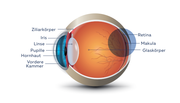 Infografik: Aufbau des Auges